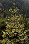 Picea orientalis Aurospicata IMG_4935 Świerk kaukaski